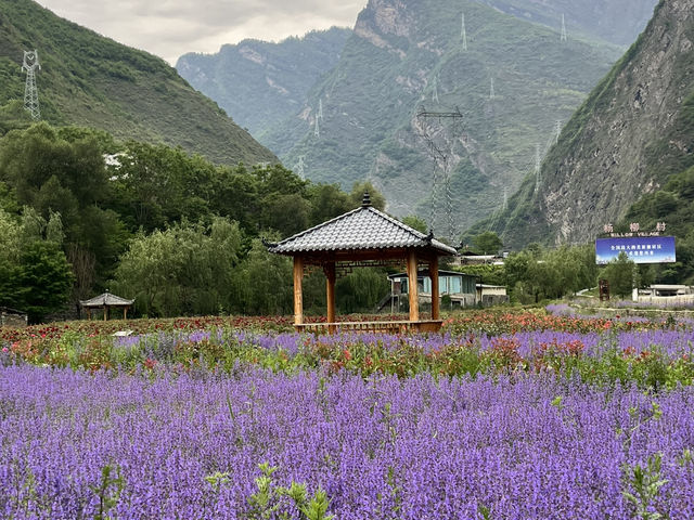   💜 Lavender Fields + Ancient Qiang Vibes at Yangliu Village