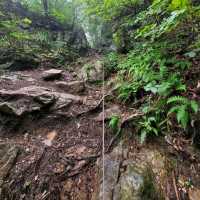 Forest Feels & Quite Trails at Bokjusan 