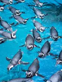 海と語らう場所。うみがたりで出会う、静かな感動🐬