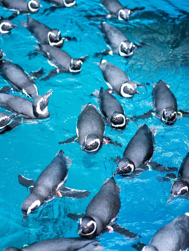 海と語らう場所。うみがたりで出会う、静かな感動🐬