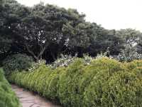 🌺 Camellia Hill – ดินแดนแห่งดอกไม้บนเกาะเชจู