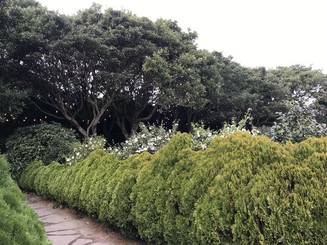 🌺 Camellia Hill – ดินแดนแห่งดอกไม้บนเกาะเชจู