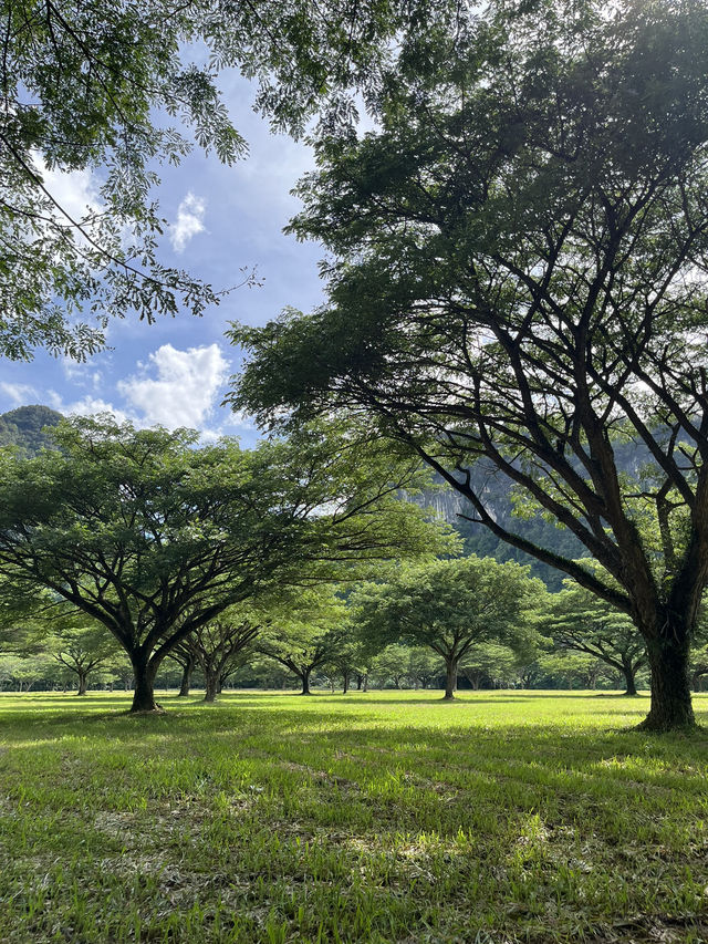 ลานจามจุรี บ่อแสน พังงา 🌳