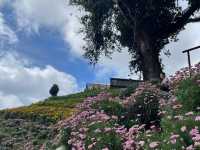 🌸 Blooming Lovely at Flora Park, Cameron Highlands