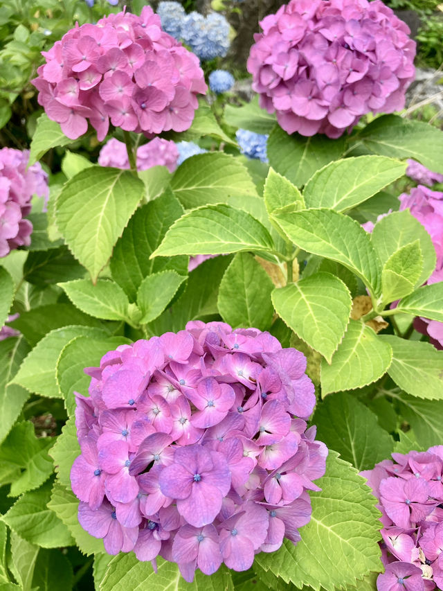 繡球花@多摩川台公園 繡球花@多摩川台公園