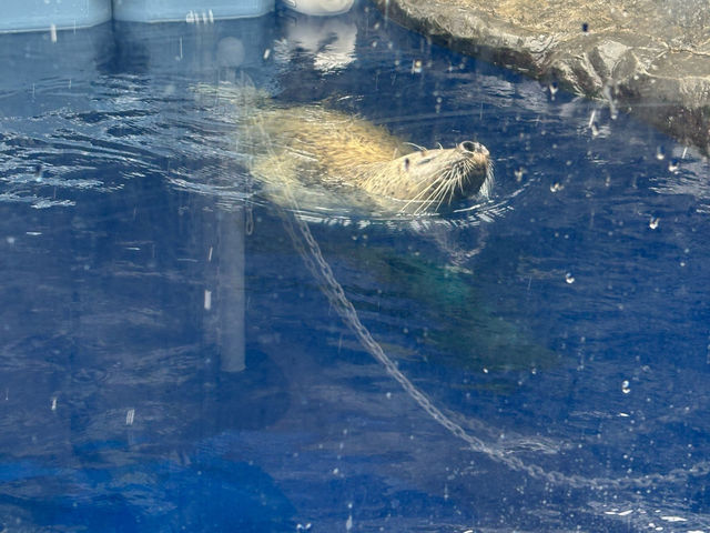 上越市立水族博物館（色調非常漂亮）