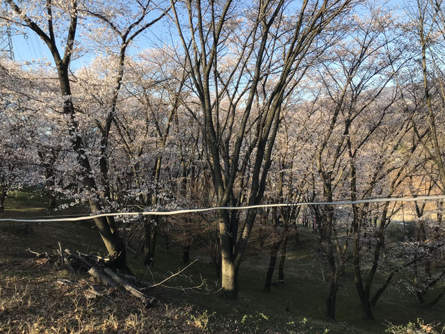 史跡-弘法山古墳（賞櫻花）
