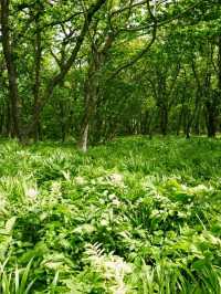 Got Lost in Gombaeryeong Forest and Honestly, I’m Not Even Mad 