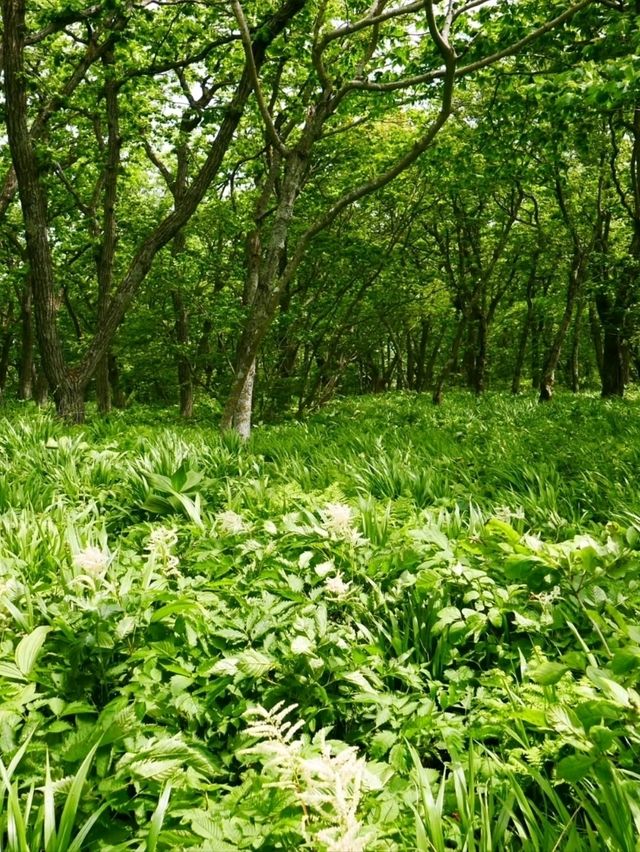Got Lost in Gombaeryeong Forest and Honestly, I’m Not Even Mad 