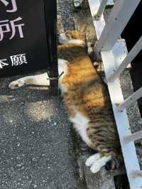 「自然に癒されたい。だけど、ただの観光地じゃ物足りない——そんな時、長野は“答え”になる。」