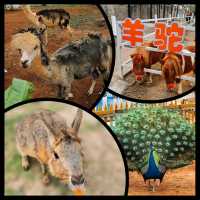 Have a fun day in this farm !! Carybaras, Alphaca!