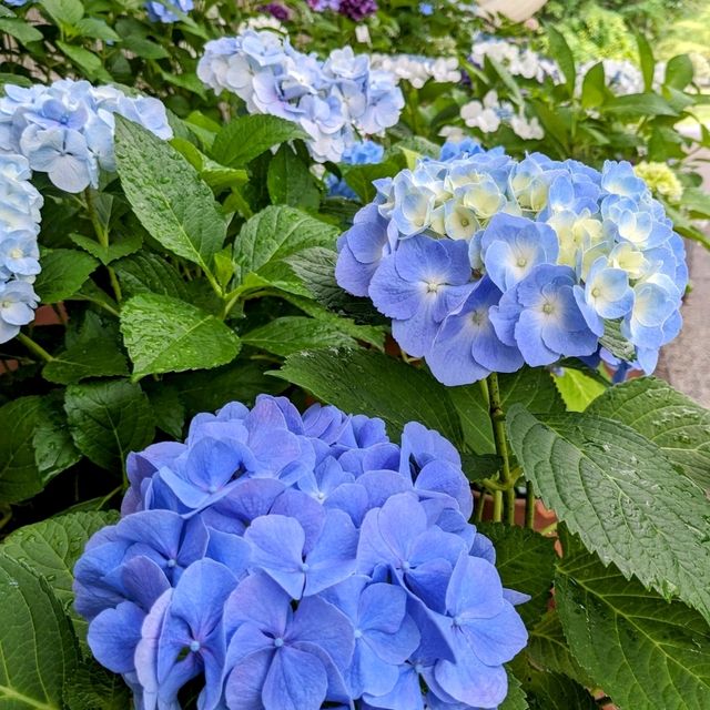 京都 | 京都府立植物園，盛夏的繡球花海