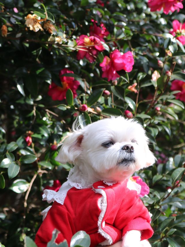 🐶❄️“강아지 패스권으로 제주도 완전 정복! 사려니숲길·연돈·1100고지 후기”❄️🐶