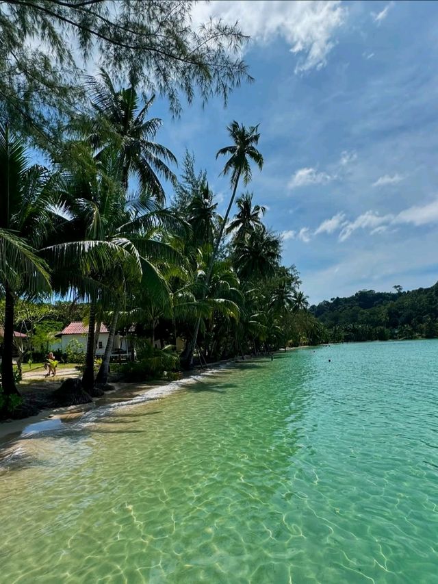 Jungle Meets Sea