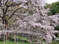 四季皆美的京都府立植物園