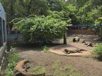 Komodo Dragons at Surabaya Zoo: A Wild Sight! 🦎🍖