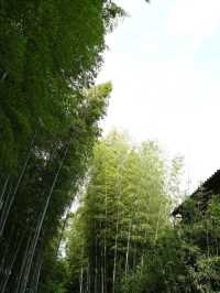 【竹林の小径】風が奏でる癒しの音🎋嵐山で心ほどけるひととき