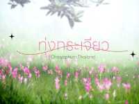 ทุ่งดอกกระเจียว ชัยภูมิ
