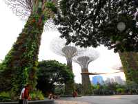🌟 Supertree Grove – สิงคโปร์ 🌳✨