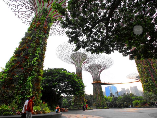 🌟 Supertree Grove – สิงคโปร์ 🌳✨