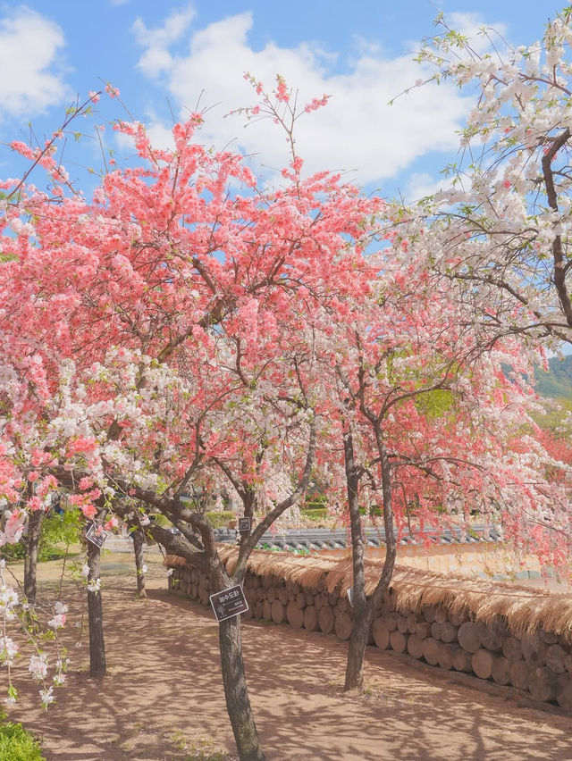하늘 아래 천국이 있다면 바로 여기일거야🌸❤️