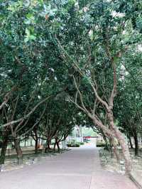 Discover Taman Tasik Cyberjaya: A Scenic Lakeside Retreat in Sepang 