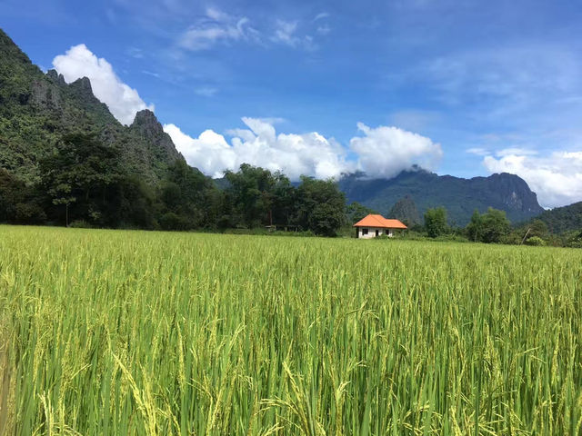 🌾 Breathe in the Peace: Vang Vieng's Endless Rice Fields