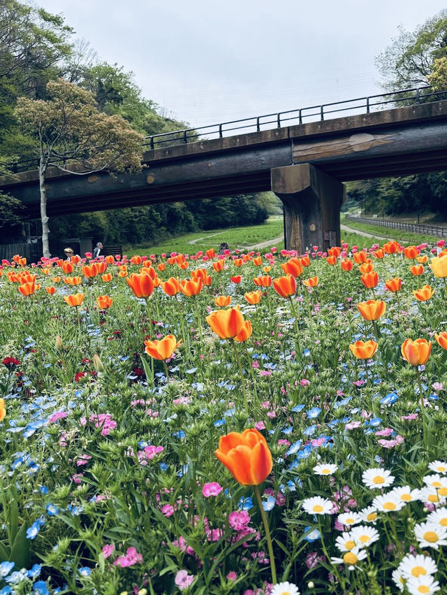 Kurihama Flower World in Yokosuka🌸🌹💐🌺🌷