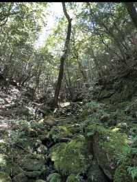 神秘の森・屋久島で“もののけ姫”の世界に迷い込む旅