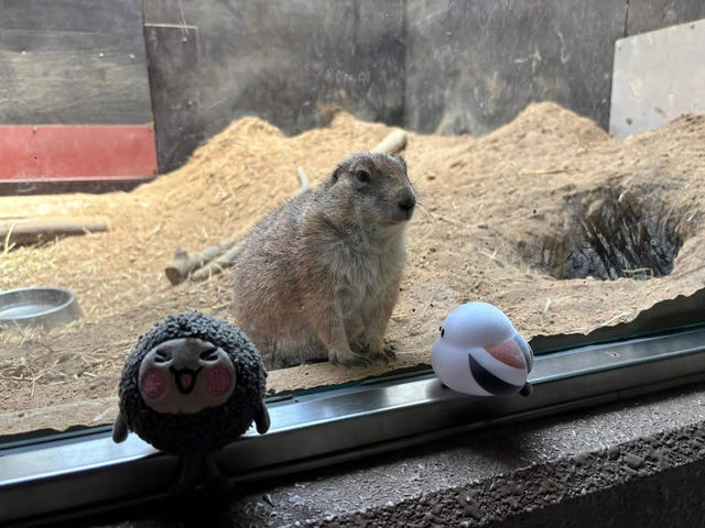 騎單車逛札幌的意外收穫-圓山動物園 騎單車逛札幌的意外收穫-圓山動物園
