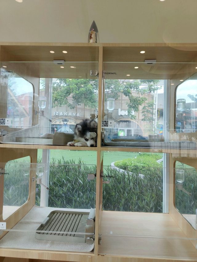 Tagnimal Cafe