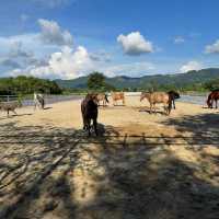 Hidden Country Stables in Penang