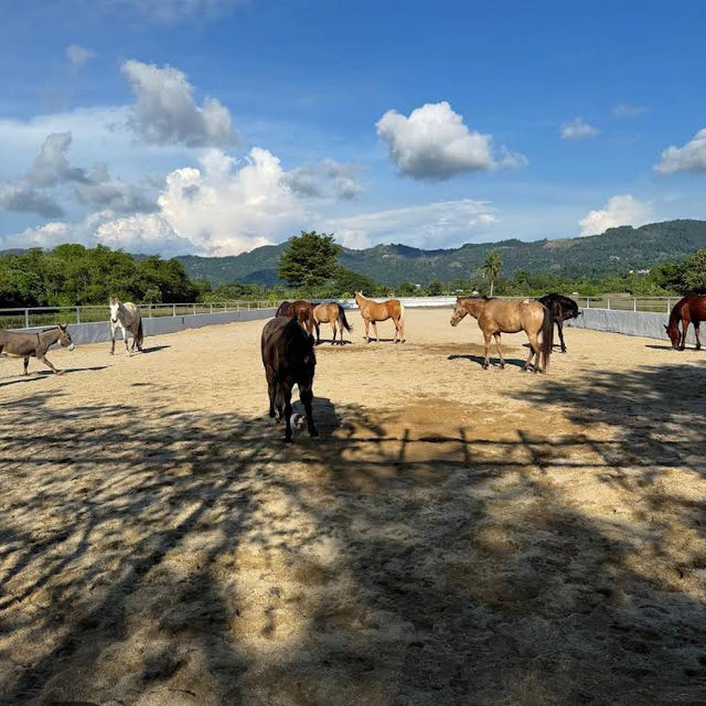 Hidden Country Stables in Penang