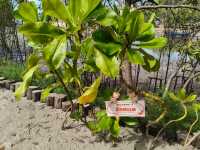 คาเฟ่ลับ แห่งใหม่ของระยอง Lawon 
