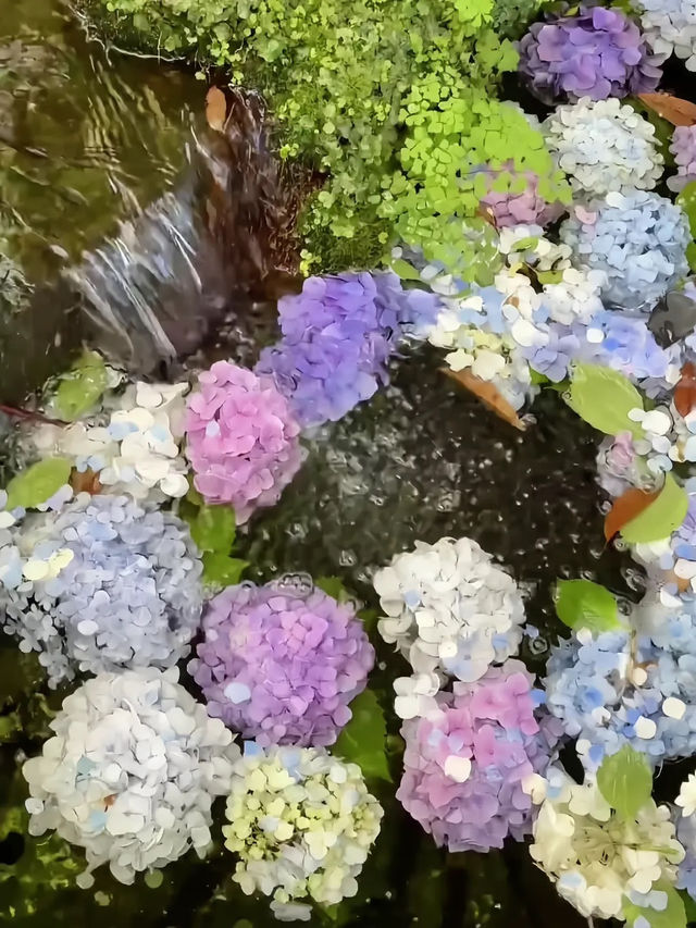 【長谷寺|鎌倉海風中的靜謐祈禱】  【長谷寺|鎌倉海風中的靜謐祈禱】