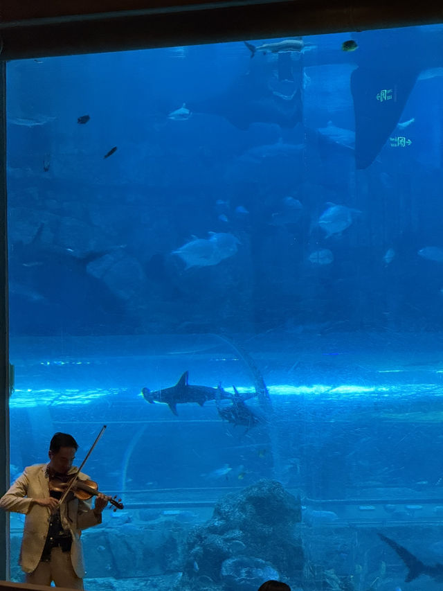 🌊✨ VinWonders Phu Quoc – โซน Aquarium