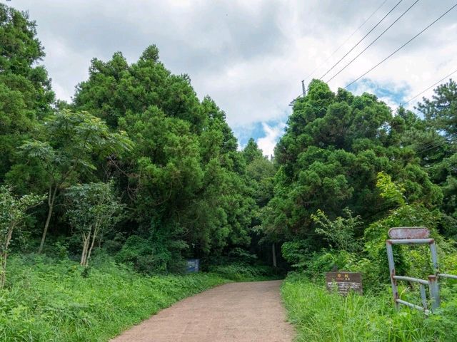 🌿 금악오름 – 제주 자연의 숨결을 느끼다