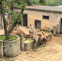 雲南昆明親子必去玩樂景點🏮昆明動物園