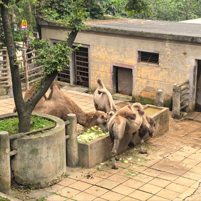 雲南昆明親子必去玩樂景點🏮昆明動物園
