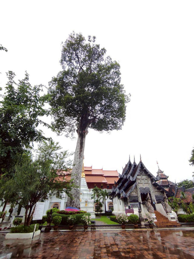วัดเจดีย์หลวงวรวิหาร(Wat Chedi Luang Worawihan)🙏 วัดเจดีย์หลวงวรวิหาร(Wat Chedi Luang Worawihan)🙏