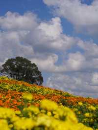 様々な絶景お花畑が見られる東京ドイツ村