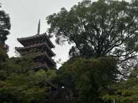 生簀ランチから牧野植物園へ🌿　高知旅