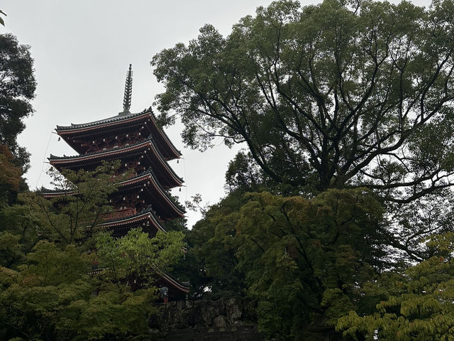 生簀ランチから牧野植物園へ🌿　高知旅