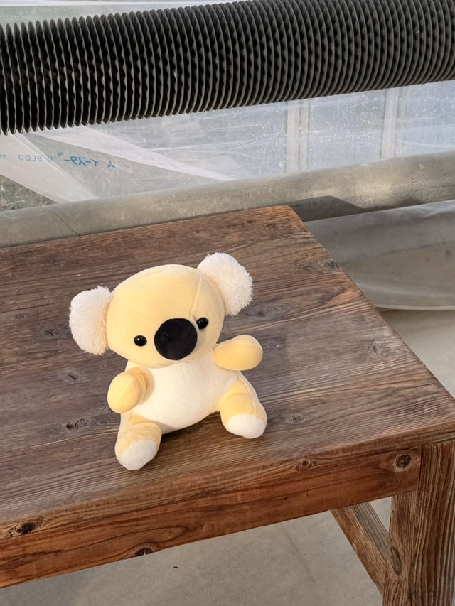 【淡路島】本物のコアラに間近で会える！秋の魅力たっぷりスポット