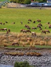 🌋 Yellowstone National Park – The Wild Heart of America