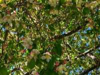 🌸 Terrace Park & Japanese Gardens – A Tranquil Oasis in Sioux Falls, South Dakota
