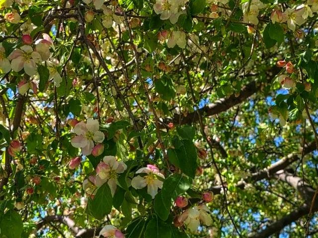 🌸 Terrace Park & Japanese Gardens – A Tranquil Oasis in Sioux Falls, South Dakota