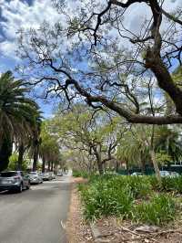 Campsie 第八巷道漫步，追尋春日藍花楹的紫色詩意