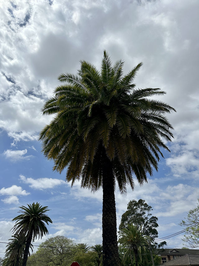 Campsie 第八巷道漫步，追尋春日藍花楹的紫色詩意