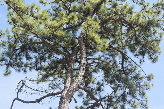 Mirador Heritage and Eco-Spirituality Park, Baguio